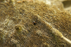 Tritoma bipustulata