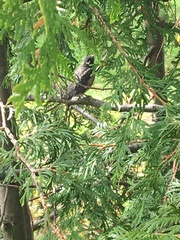 Turdus migratorius image