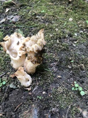 Morchella americana