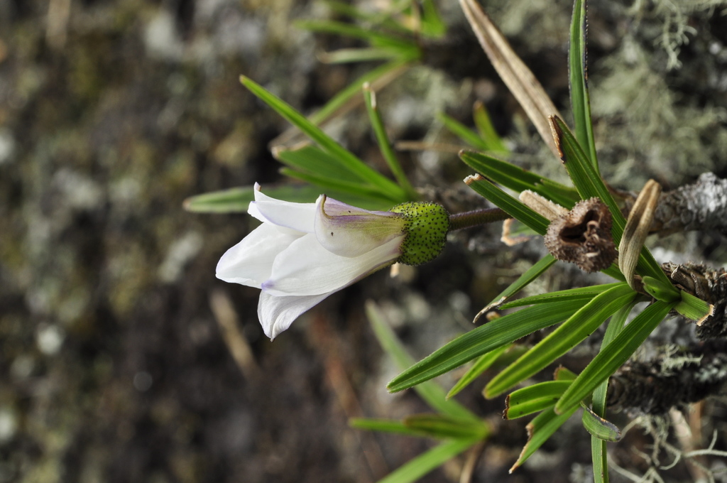 Vellozia variegata
