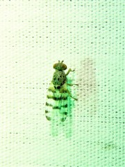 Pseudotephritina cribellum