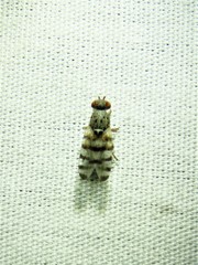 Pseudotephritina cribellum