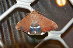 Achaea robinsoni