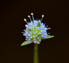 Eryngium baldwinii
