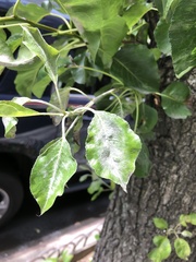 Podosphaera leucotricha