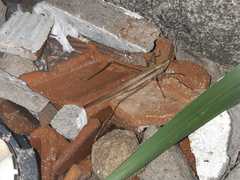 Neoconocephalus triops