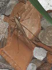 Neoconocephalus triops