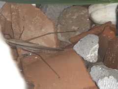 Neoconocephalus triops