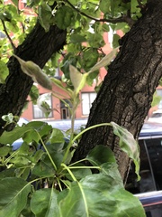 Podosphaera leucotricha