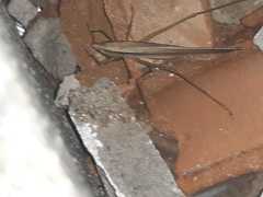 Neoconocephalus triops