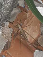 Neoconocephalus triops