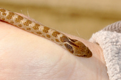 Hypsiglena ochrorhynchus klauberi