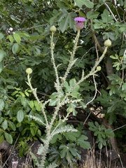 Onopordum cynarocephalum
