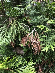 Pestalotiopsis funerea