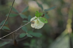 Exobasidium rhododendri