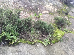 Holothrix parviflora