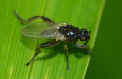 Sphaerocera curvipes