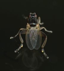 Sphaerocera curvipes