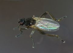 Sphaerocera curvipes