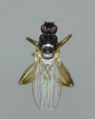 Sphaerocera curvipes