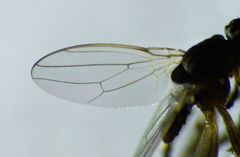 Sphaerocera curvipes