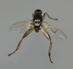 Sphaerocera curvipes