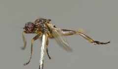 Sphaerocera curvipes
