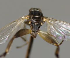 Sphaerocera curvipes