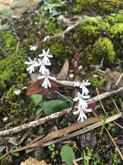 Holothrix parviflora