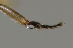 Sphaerocera curvipes