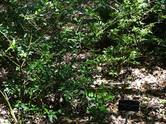 Sarcococca hookeriana