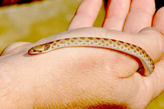 Hypsiglena ochrorhynchus klauberi