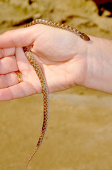 Hypsiglena ochrorhynchus klauberi