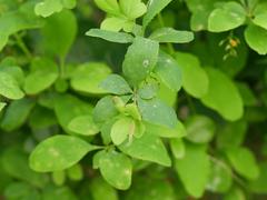 Berberis vulgaris
