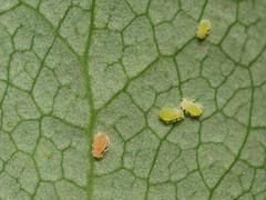 Liosomaphis berberidis