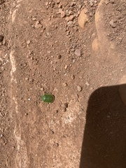 Chlorochroa persimilis