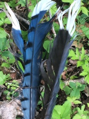 Cyanocitta cristata image