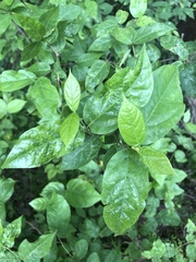 Calycanthus floridus