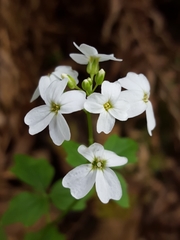 Cardamine angulata