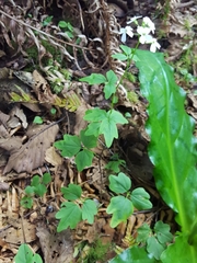 Cardamine angulata