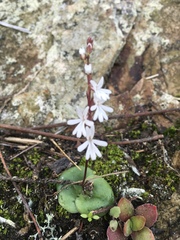 Holothrix parviflora