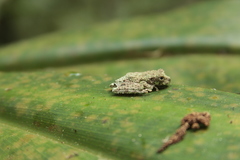 Canelos Treefrog photo 4