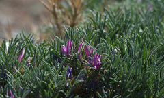 Oxytropis aciphylla