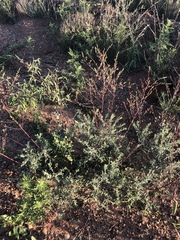 Oenothera cinerea cinerea