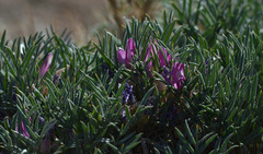 Oxytropis aciphylla