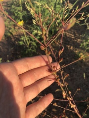 Oenothera cinerea cinerea