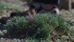 Oxytropis aciphylla