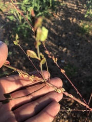 Oenothera cinerea cinerea