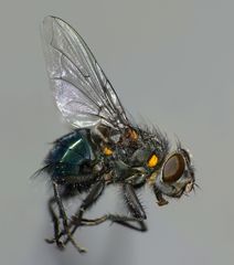 Ptilonesia auronotata