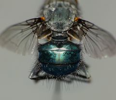 Ptilonesia auronotata